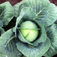 Капуста Грандслам F1