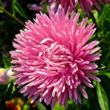 Астра Гремлин розовая