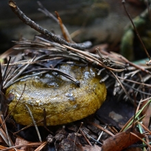 Грибы - Чернушка (Черный груздь), 60 мл (мицелий)