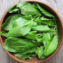 Щавель Гринго