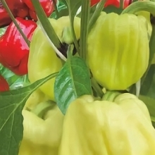 Перец Громозека БУФ