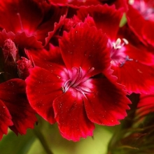 Гвоздика Алая (турецкая)