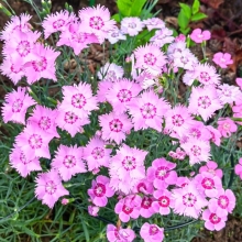 Гвоздика Альпийский ковёр (аллвуда) смесь