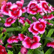 Гвоздика Чиба F1 Кримсон Пикоти (межвидовая)