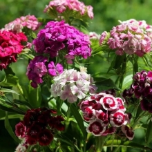 Гвоздика Индийский ковёр турецкая