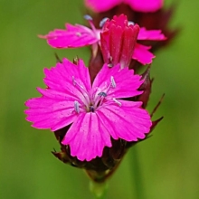 Гвоздика Мисс Марпл (картузианская)