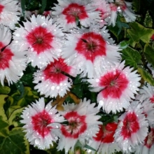 Гвоздика Клубничное суфле (китайская)