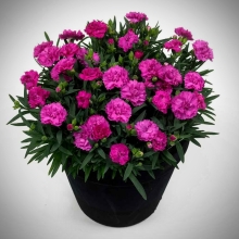 Гвоздика Лилипот Пурпурная F1 (садовая)