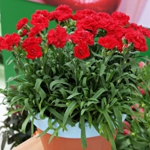 Гвоздика Лилипот Скарлет F1 (садовая)