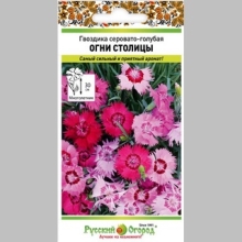 Гвоздика Огни Столицы