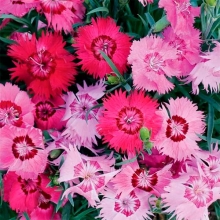 Гвоздика Огни Столицы