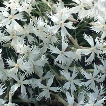 Гвоздика Морская пена (песчаная)