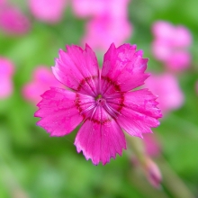 Гвоздика Грёзы (альпийская)