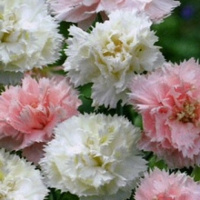 Гвоздика Шабо Дионис смесь (садовая)