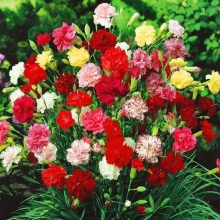 Гвоздика садовая Шабо Смесь окрасок
