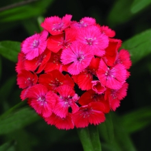 Гвоздика Свит Корал F1 (бородатая)