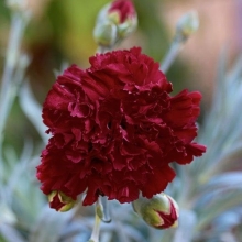 Гвоздика Чёрная вишня (Гренадин)