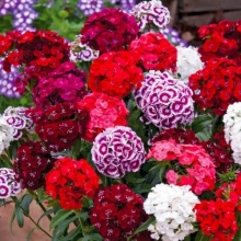 Гвоздика Турецкая Смесь окрасок