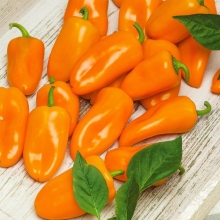 Перец Ханни Оранж F1