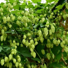 Хмель лазающий