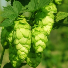 Хмель обыкновенный