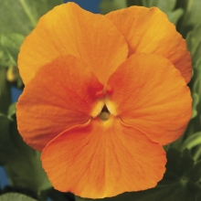 Виола Динамит Оранж F1