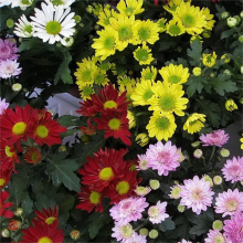 Хризантема Корейская (индийская) смесь