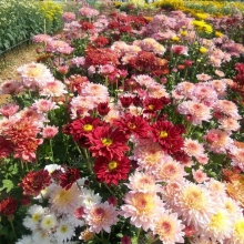 Хризантема Осенний букет индийская