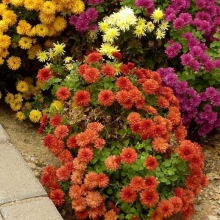 Хризантема Индийская смесь