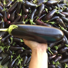 Баклажан Хулиган F1