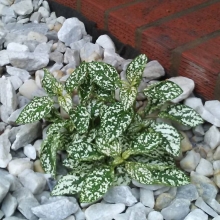 Гипоэстес Сплеш селект Вайт