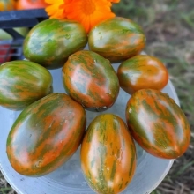 Томат Суперэкзотик