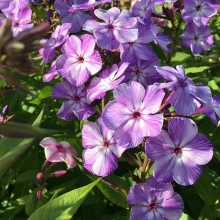 Флокс Очарование фиолетовое