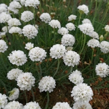 Армерия приморская Уайт