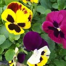 Виола Клеопатра (Виттрока) смесь