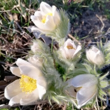 Прострел Рождество