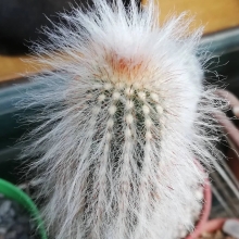 Эспостоа Снежинка шерстистая