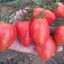 Томат Дон Жуан