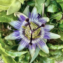 Пассифлора Кассиопея (голубая)