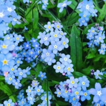 Незабудка Синяя корзинка