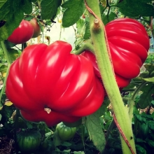 Томат Лотарингская красавица малиновая