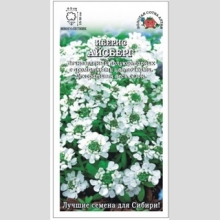 Иберис Айсберг горький