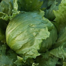 Салат Айсберг кочанный