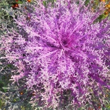 Капуста Канкан