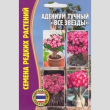 Адениум Все звёзды (тучный) (большой пакет)