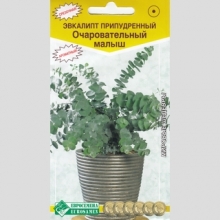 Эвкалипт Очаровательный Малыш (припудренный)