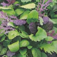 Бэби салат Восточная смесь