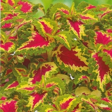 Колеус Нежность