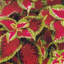 Колеус Тэррено пестрый