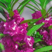 Бальзамин Том Самб Фиолетовый